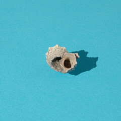 seashell on blue background. minimal summer abstract art. minimalism