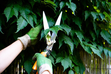 Gardener man's hands in gloves pruning grapes