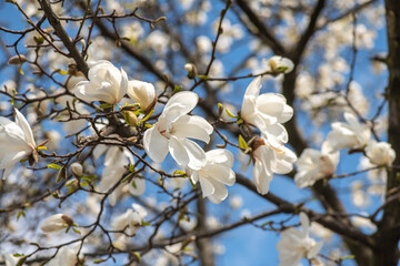 Nice magnolia tree flowers at spring sunny day, nature awakening