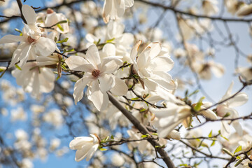 Nice magnolia tree flowers at spring sunny day, nature awakening