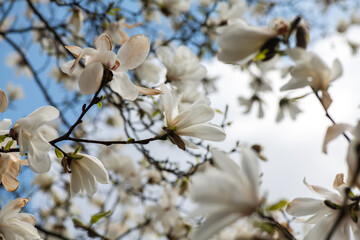 Nice magnolia tree flowers at spring sunny day, nature awakening
