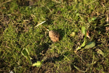 Cone