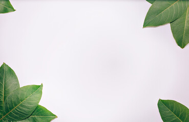 green leaves on a white background arranged at the corners. place for text. nature concept