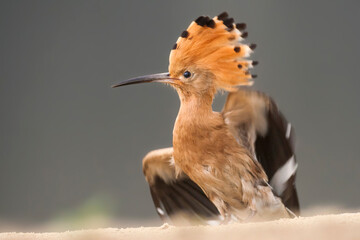 Hop, Eurasian Hoopoe, Upupa epops © AGAMI