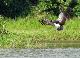 Anioema, Horned Screamer, Anhima cornuta