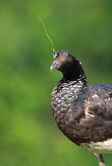 Anioema, Horned Screamer, Anhima cornuta