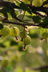 gooseberry berries on a tree in the garden