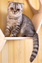 gray striped scottish fold kitten on windowsill