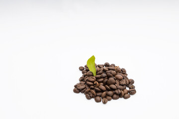 a small bunch of coffee beans with a small sprouting green sprout. coffee beans