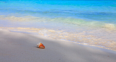 Seashell on beach and sea wave. Summer sea landscape.