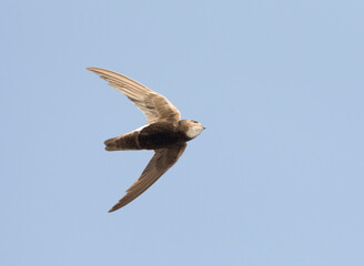 Huisgierzwaluw, Little Swift, Apus affinis