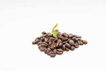 a small bunch of coffee beans with a small sprouting green sprout. coffee beans