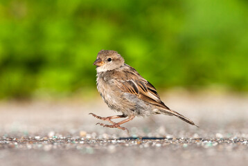 Huismus, House Sparrow, Passer domesticus