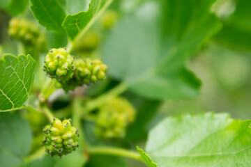 bright warm green vertical photo of an unripe mulberry on a tree branch with leaves