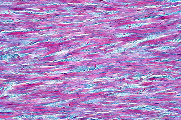 Cross section human tendon under light microscope view for education histology.