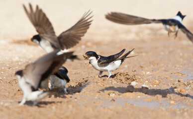 Huiszwaluw, Common House Martin, Delichon urbicum