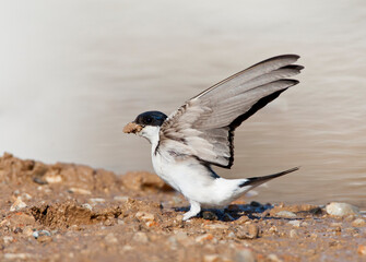 Huiszwaluw, Common House Martin, Delichon urbicum