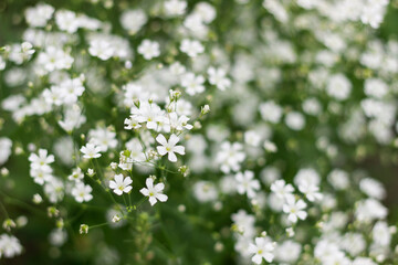 large white gypsophila blooms on a bush. floral background