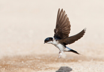 Huiszwaluw, Common House Martin, Delichon urbicum