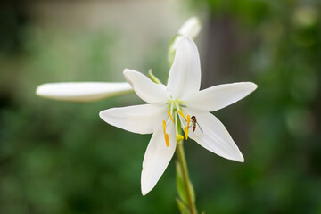 Fototapeta premium white lily with buds blooms near green grass. An insect wasp or bee pollinates and sits on the pollen.