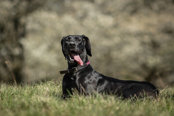 Deutsche Dogge