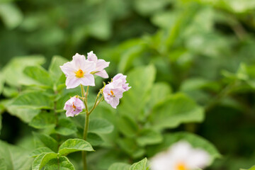 Blooming of a young green potato in a vegetable garden. Growing vegetables and root crops.