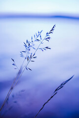 Close-up of a grass straw with blurred background. Violet colored