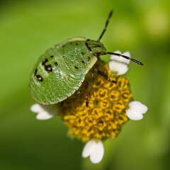 Zielony pluskwiak