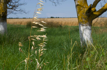Single ears of oats on the background of a field of wheat and a tree on a sunny summer day.