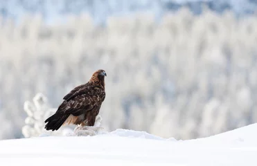 Foto auf Leinwand Steenarend, Golden Eagle, Aquila chrysaetos © AGAMI