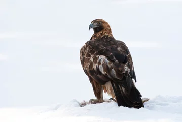 Foto auf Leinwand Steenarend, Golden Eagle, Aquila chrysaetos © AGAMI