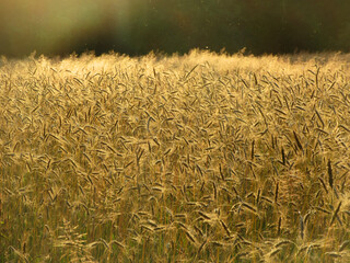 Graanveld, Springendal, Twente; Wheat field Springendal, Twente, Netherlands