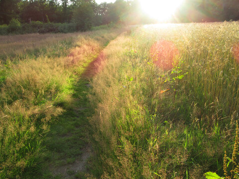 Graanveld, Springendal, Twente; Wheat field Springendal, Twente, Netherlands
