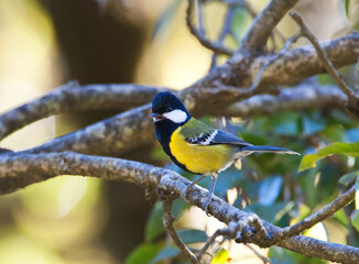 Bergkoolmees, Green-backed Tit, Parus monticolus