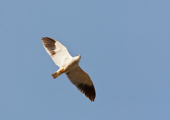 Grijze Wouw, Black-winged Kite, Elanus caeruleus caeruleus
