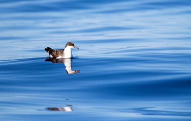 Grote Pijlstormvogel, Great Shearwater, Puffinus gravis
