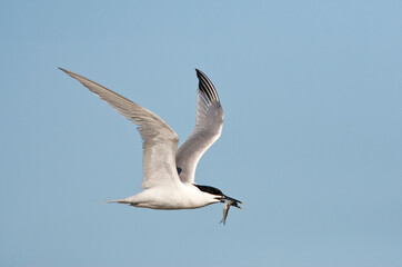 Fototapeta premium Grote stern, Sandwich Tern, Sterna sandvicensis