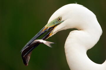 Grote Zilverreiger, Great Egret, Egretta alba