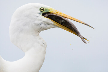 Grote Zilverreiger, Western Great Egret, Ardea alba alba