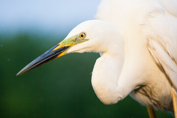 Grote Zilverreiger, Western Great Egret, Ardea alba alba