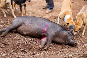 The poor boar was shot. The hunter's flock of dogs was swarming. Hunting methods of hill tribes in Thailand use dogs to help them hunt. The concept of stopping hunting and conservation of wildlife