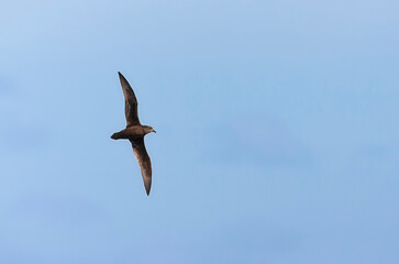 Langvleugelstormvogel, Great-winged Petrel, Pterodroma macroptera