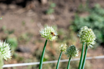 Dagestan onion blooms beautifully in the country