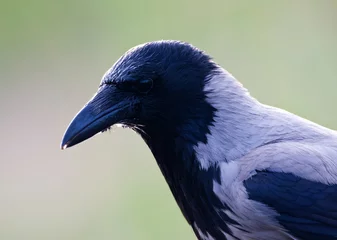 Tuinposter Bonte Kraai, Hooded Crow, Corvus cornix © AGAMI