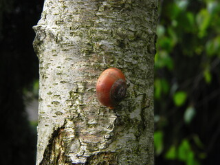 Ślimak © Станіслав Ясінський