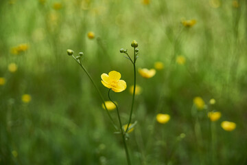 field of yellow flowers