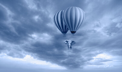 Fototapeta premium An african elephant flying in the sky with hot air balloon amazing cloudy sky in the background