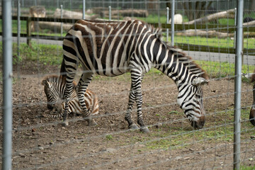 Fototapeta na wymiar Zebra mit Jungem im Zoo