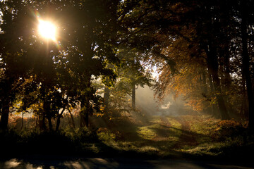 sun shining through the trees