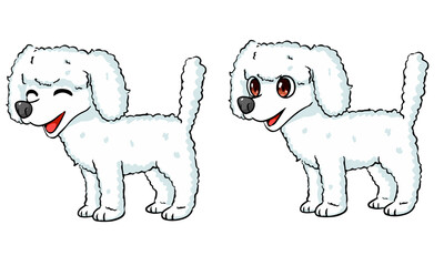 白いトイプードル